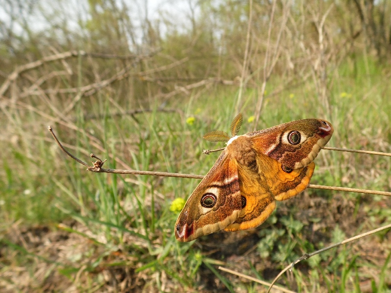 Saturna pavoniella